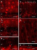 GFP Antibody in Immunocytochemistry (ICC/IF)
