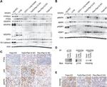 VEGF Receptor 3 Antibody in Western Blot (WB)