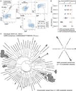 Human IgM Antibody in Flow Cytometry (Flow)