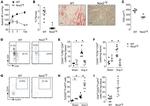 FOXP3 Antibody in Flow Cytometry (Flow)