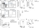CD4 Antibody in Flow Cytometry (Flow)