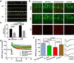 GFP Antibody in Immunohistochemistry (IHC)