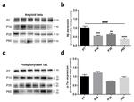 Phospho-Tau (Ser202, Thr205) Antibody in Western Blot (WB)
