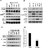 GFAP Antibody in Western Blot (WB)