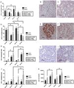 Aminopeptidase P Antibody in Immunohistochemistry (IHC)