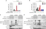 Mouse IgM Antibody in T-Cell Activation (TCA)