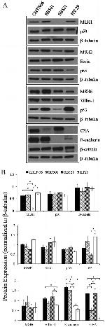 Pan-cadherin Antibody in Western Blot (WB)