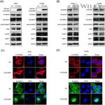 DIPA Antibody in Western Blot, Immunocytochemistry (WB, ICC/IF)