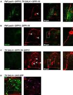 GFP Antibody in Immunohistochemistry (IHC)