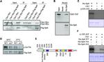 TAP Tag Antibody in Western Blot (WB)