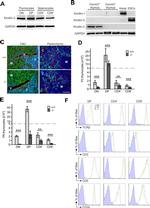 TCR beta Antibody in Flow Cytometry (Flow)