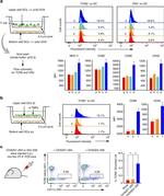 CD80 (B7-1) Antibody in Flow Cytometry (Flow)