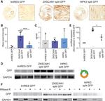 GFP Antibody in Immunohistochemistry (IHC)