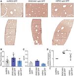 GFP Antibody in Immunohistochemistry (IHC)