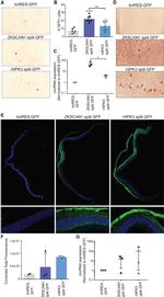 GFP Antibody in Immunohistochemistry (IHC)