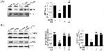 Phospho-AMPK alpha-1,2 (Thr172) Antibody in Western Blot (WB)