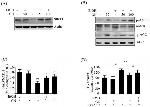 Phospho-AMPK alpha-1,2 (Thr172) Antibody in Western Blot (WB)