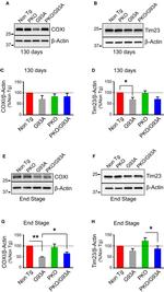 MTCO1 Antibody in Western Blot (WB)