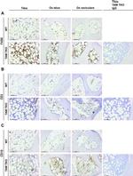 F4/80 Antibody in Immunohistochemistry (IHC)