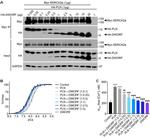 GAPDH Loading Control Antibody in Western Blot (WB)