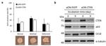 Cytokeratin 18 Antibody in Western Blot (WB)