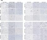 CD3e Antibody in Immunohistochemistry (IHC)