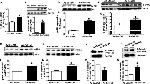 GAPDH Antibody in Western Blot (WB)