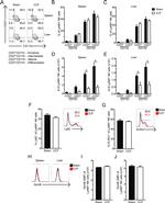 Granzyme B Antibody in Flow Cytometry (Flow)