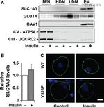 OxPhos Rodent WB Antibody in Western Blot (WB)