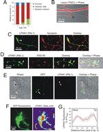 GFP Antibody in Immunocytochemistry (ICC/IF)