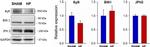 Ryanodine Receptor Antibody in Western Blot (WB)