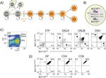 CD117 (c-Kit) Antibody in Flow Cytometry (Flow)