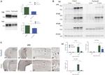 Phospho-Tau (Ser202, Thr205) Antibody in Immunohistochemistry (IHC)