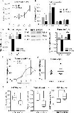 Ki-67 Antibody in Immunohistochemistry (IHC)