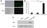 beta Actin Loading Control Antibody in Western Blot (WB)