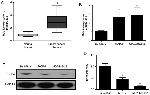 GAPDH Loading Control Antibody in Western Blot (WB)