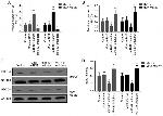 GAPDH Loading Control Antibody in Western Blot (WB)