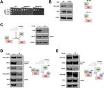 HDJ2 Antibody