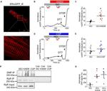 Ryanodine Receptor Antibody in Immunoprecipitation (IP)