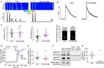 Ryanodine Receptor Antibody in Immunoprecipitation (IP)