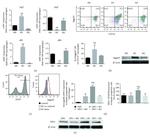 Jagged1 Antibody in Western Blot (WB)