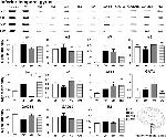 GABRA5 Antibody in Western Blot (WB)