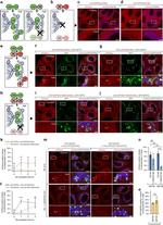 GFP Antibody in Immunocytochemistry (ICC/IF)