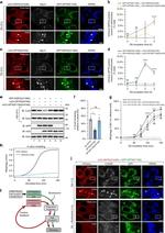 GFP Antibody in Immunocytochemistry (ICC/IF)
