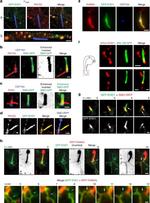 GFP Antibody in Immunocytochemistry (ICC/IF)