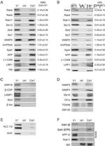 RAB11A Antibody in Western Blot (WB)