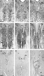 MTCO2 Antibody in Immunohistochemistry (IHC)