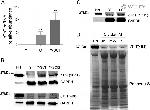 GAPDH Antibody in Western Blot (WB)