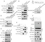 GAPDH Loading Control Antibody in Western Blot (WB)