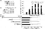 NDRG1 Antibody in Western Blot (WB)